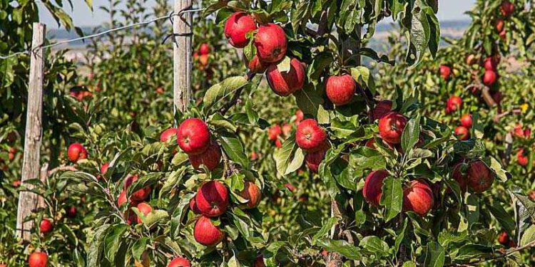 उत्तराखंड में होगा अंतरराष्ट्रीय सेब महोत्सव