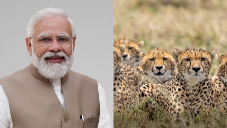 प्रधानमंत्री ने भारत से विलुप्त हो चुके जंगली चीतों को कुनो नेशनल पार्क में छोड़ा